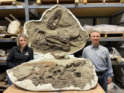 Un fossile révèle le menu d'un jeune tyrannosaure il y a 75 millions d'années