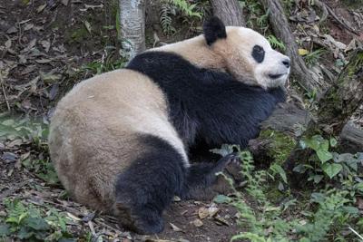 Pair of giant pandas set to travel from China to San Diego Zoo under conservation partnership