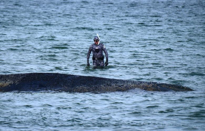A whale stranded at a Baltic Sea resort has swum off a sandbank. But it isn't safe yet