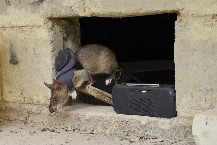Land mines and tuberculosis are no match for Tanzanian ‘hero rats’ sniffing out danger and disease