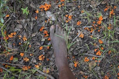 In Zimbabwe's rainy season, women forage for wild mushrooms