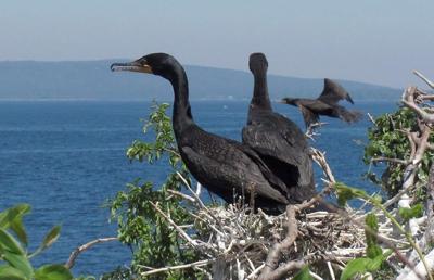 Nesting cormorants — and their droppings — have taken over a harbour in Nova Scotia