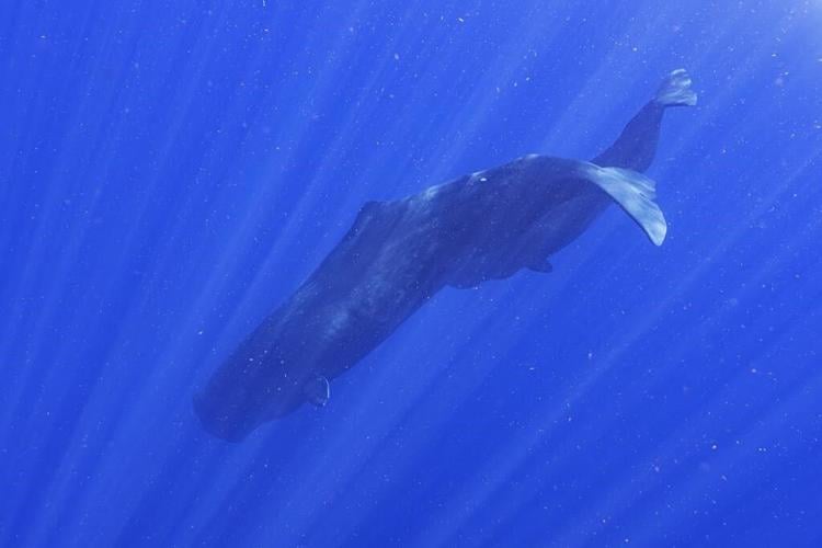 Scientists are learning the basic building blocks of sperm whale language after years of effort