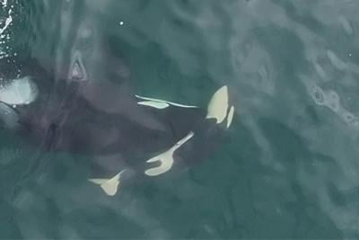 Dead calf was still attached to umbilical cord while pushed by southern resident J36