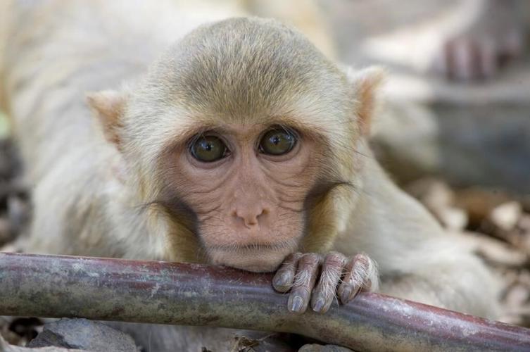 Monkeys that escaped a lab are a species used for human research since the 1800s