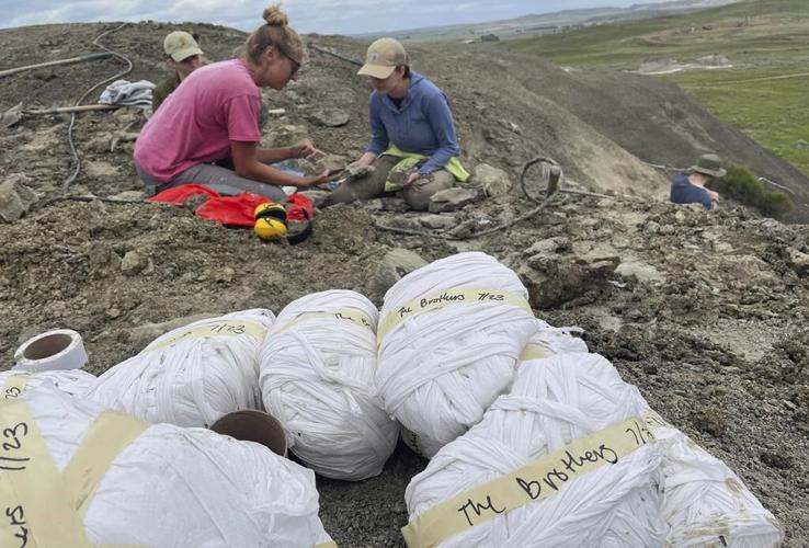 Three boys found a T. rex fossil in North Dakota. Now a Denver museum works to fully reveal it