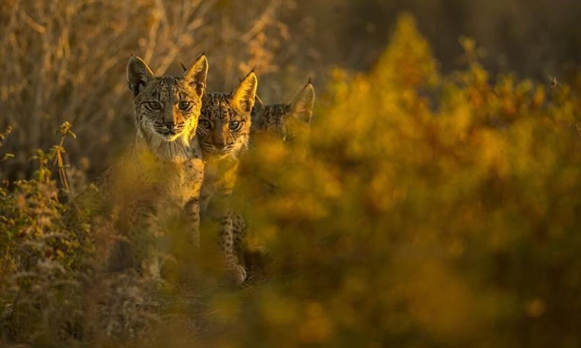 The Iberian lynx is back from the brink of extinction, thanks to conservation efforts
