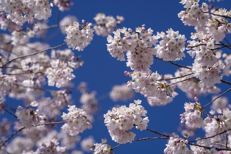 It’s the first day of spring: Here’s what that really means