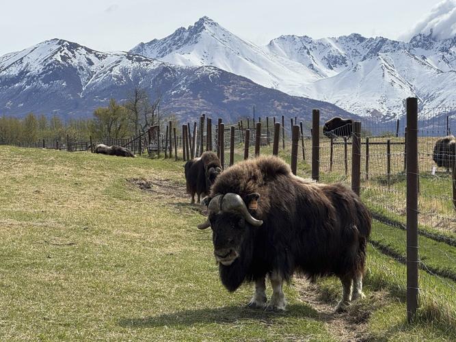 An Alaska Mother's Day tradition: Mingling with ice age survivors on a farm