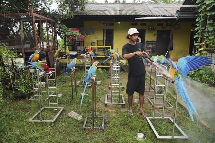 Photos show how an Indonesian motorbike mechanic became a macaw trainer