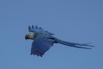 Recovery of Brazil's Spix's macaw, popularized in animated 'Rio' films, threatened by climate change
