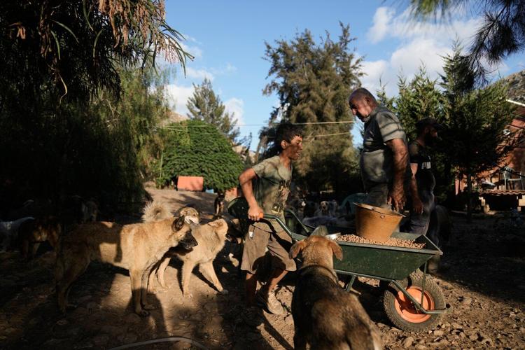 Photos of pets and farm animals rescued from the war in southern Lebanon