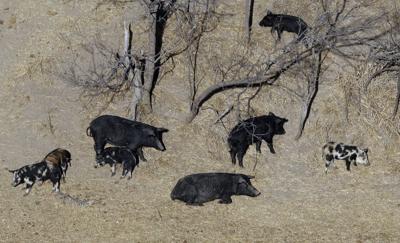New campaign encourages B.C. to 'squeal' on invasive pigs