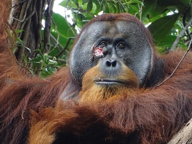 A wild orangutan used a medicinal plant to treat a wound, scientists say