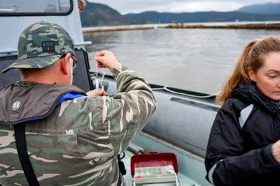 B.C. rescuers remove rope wrapped around sea lion's neck after weeks-long effort