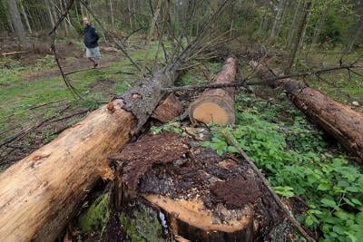 Landmark EU nature restoration plan gets the green light despite months of protests by farmers