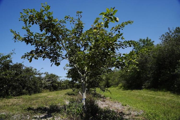 Pongamia trees grow where citrus once flourished, offering renewable energy and plant-based protein