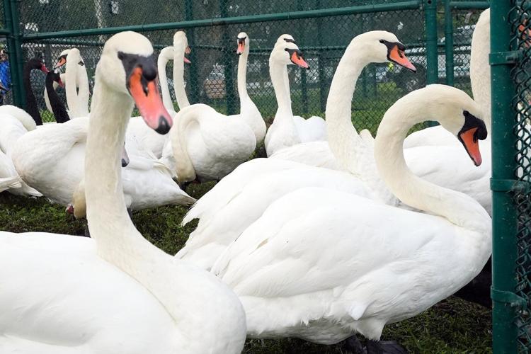 Lakeland's swans, descendants of Queen Elizabeth II's gift, get annual health checkup