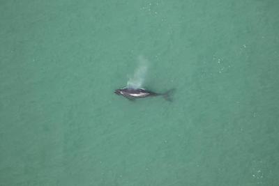 Endangered North Atlantic right whale baby found dead near North Carolina