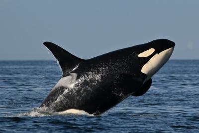 Ottawa floats new rule to keep vessels one kilometre from southern resident orcas