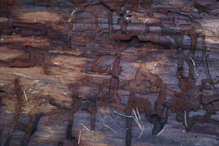 Extreme heat represents a new threat to trees and plants in the Pacific Northwest