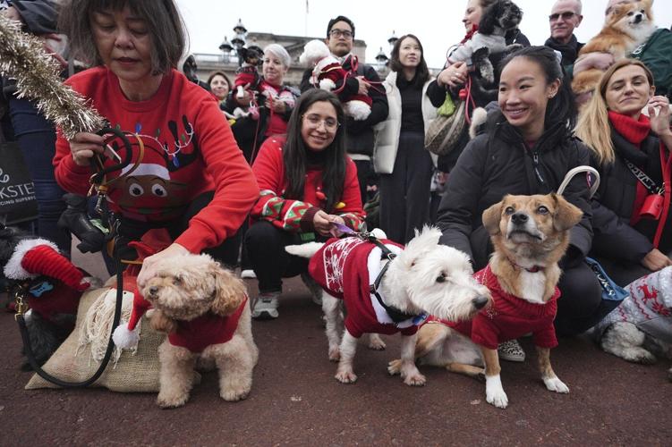 Pooches in pullovers strut their stuff at London's canine Christmas sweater parade