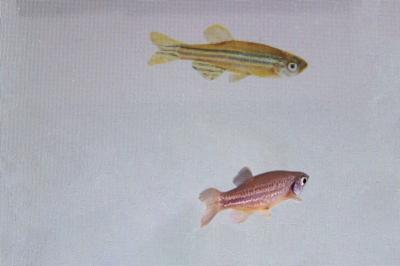 Feel your pain? Even fish can show they care