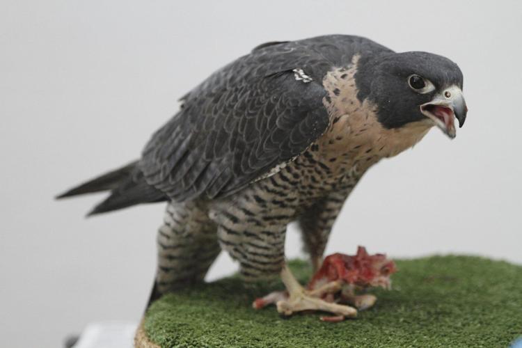 Why people are naming bugs, rats and cats after their exes this Valentine’s Day