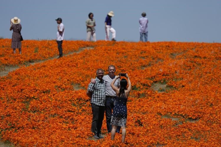 Wet winter gives way to colorful 'Superbloom' in US West