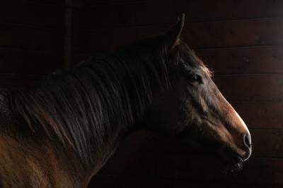 How retired racehorses in Ontario find new purpose after the track
