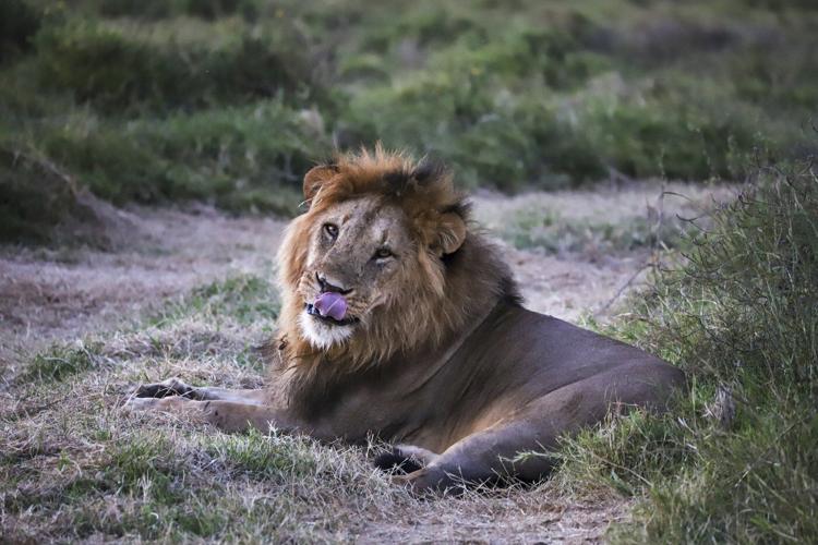 'Wildlife corridors' are encouraged to support Kenya's recovering animal populations