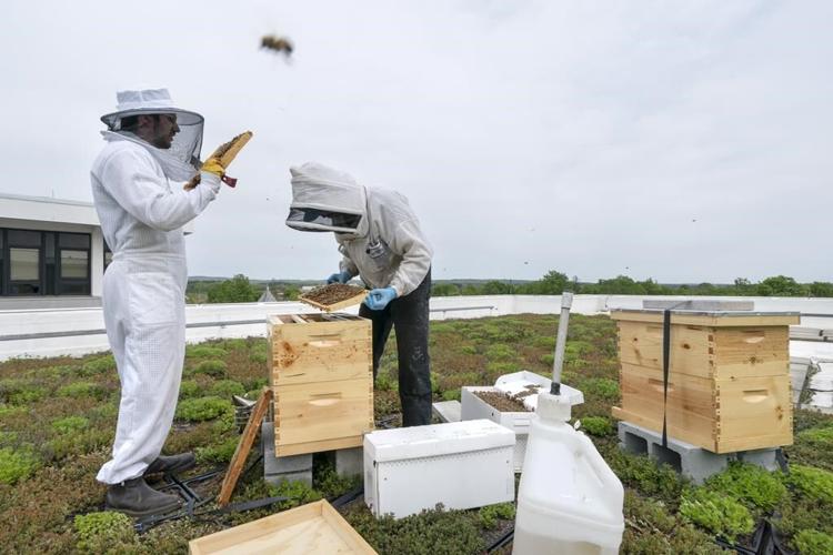 Honeybee health blooms at federal facilities across the country