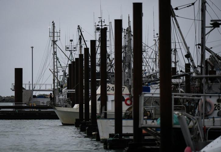 B.C's charity herring sale is back on. But hundreds of sea lions feasted first