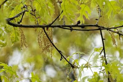 Allergy season arrived early in US. Here's how to keep pollen from ruining your spring