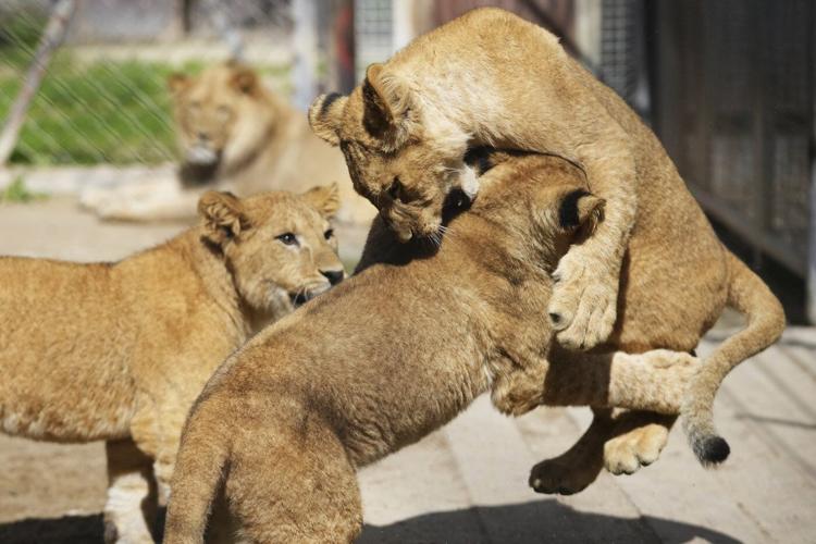 Czech zoo welcomes 4 rare Barbary lion cubs whose population is extinct in the wild