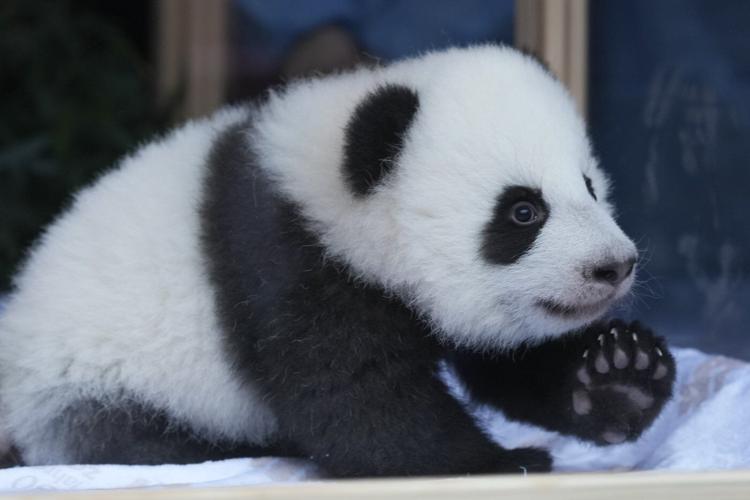 PHOTO COLLECTION: AP Top Photos of the Day, Friday, December 6, 2024