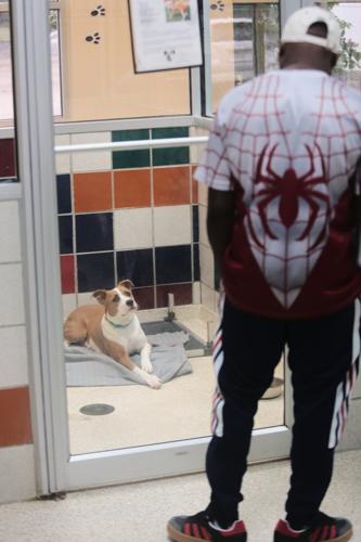 Concerns about the New World screwworm have put Texas pet adoptions on hold