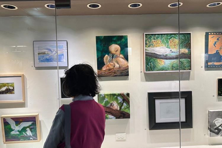 How a seabird native to Hawaii has adapted to life in Honolulu's concrete jungle