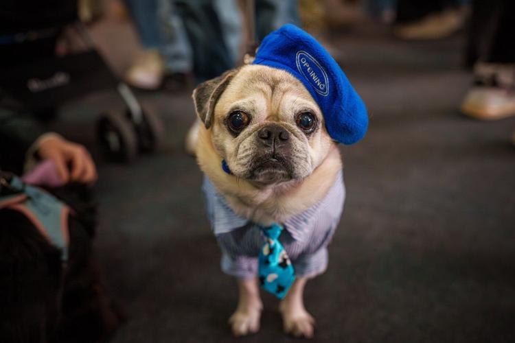 Photos of pets dressed up in costumes for Romania’s annual animal expo