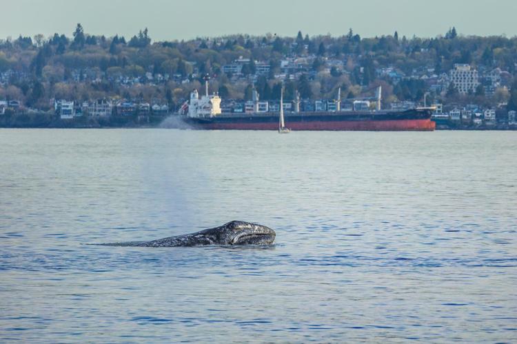 Grey whale 'Little Patch' mesmerizes, sparks connection in Metro Vancouver