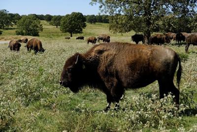 Zoonomia: Genetic research reveals all we share with animals
