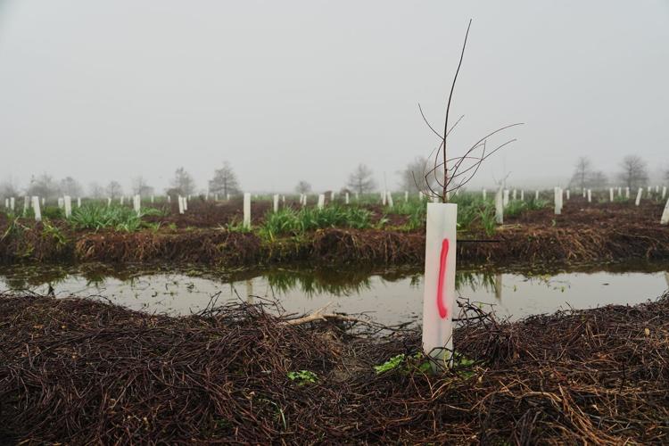 What can toughen Louisiana coast against worsening storms? 4 years and 30,000 trees