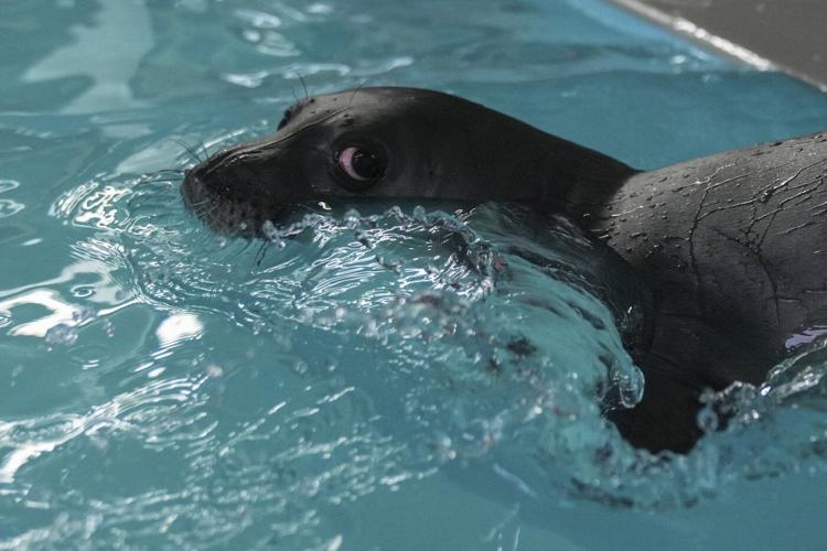 The cute whiskers are back on. Rare Mediterranean monk seals are cared for in a Greek rehab center