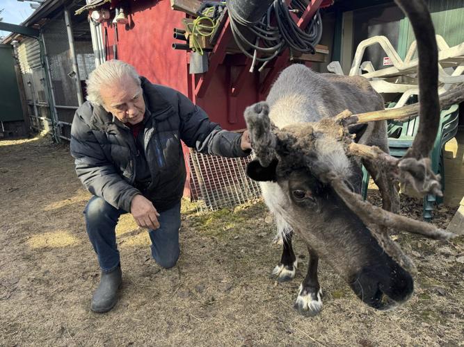 Beloved Anchorage pet reindeer euthanized after someone tampered with pen, possibly poisoned him