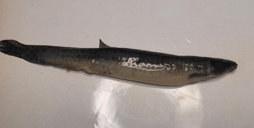 Invasive fish captured in N.S. is first of such species found in Atlantic Canada
