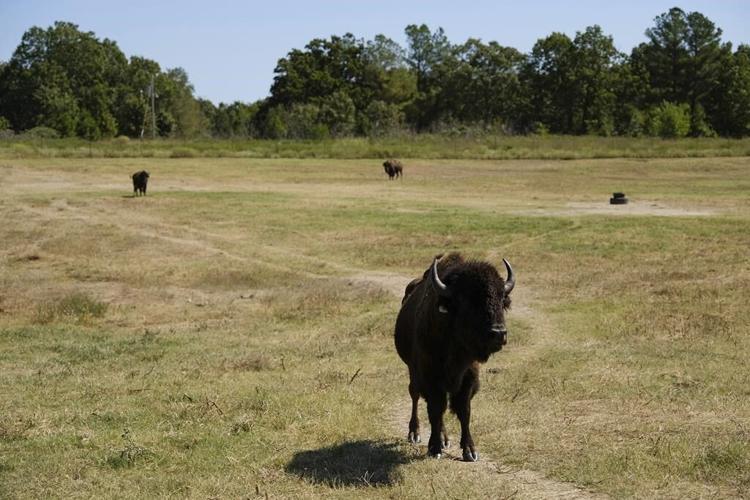 Bison's relocation to Native lands revives a spiritual bond