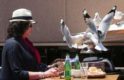 Food-snatching seagulls are more likely to leave you alone if you shout at them, researchers say