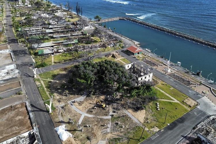 How Lahaina's more than 150-year-old banyan tree is coming back to life after devastating fire