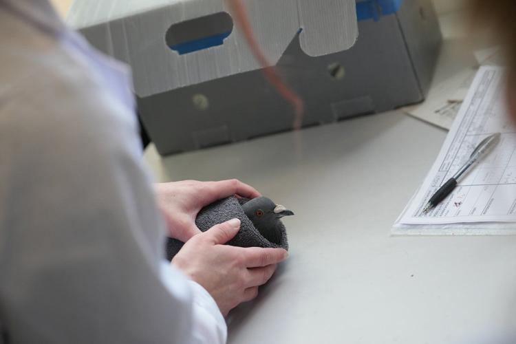 No cuddles, but lots of care: How a Paris-area wildlife hospital keeps rescued animals wild