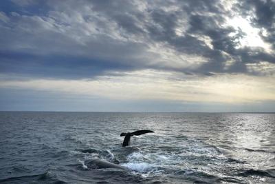 Les secours libèrent une baleine noire de l'Atlantique Nord empêtrée dans l'estuaire